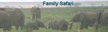 Waltuck Safari