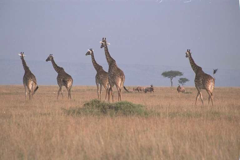 Giraffes and Topi