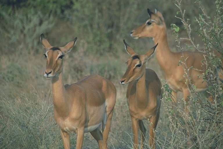 Female Impalas