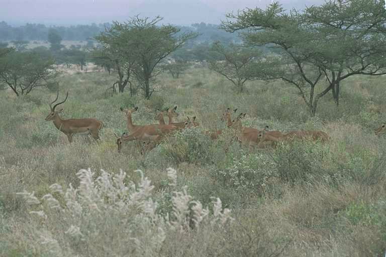 Male Impala and Harem