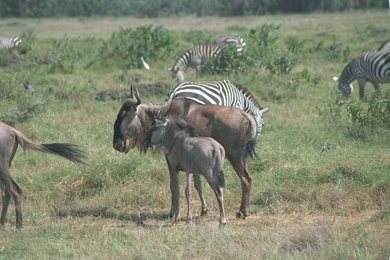 Wildebeest and Zebras