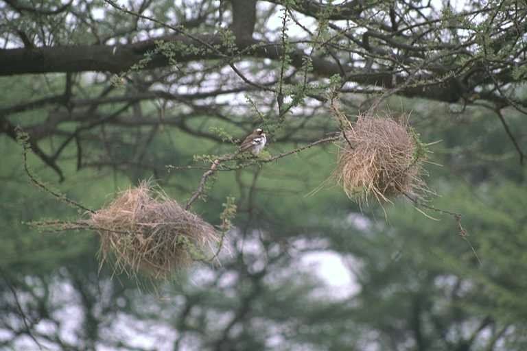 Weaver and Nests