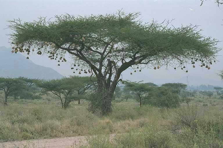 Acacia Tree with Weaver Nests